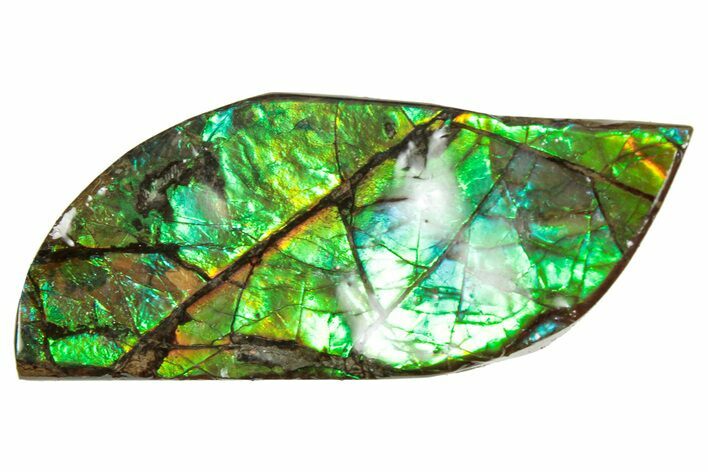 Flashy Ammolite (Fossil Ammonite Shell) - Brilliant Greens #357566